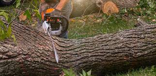 How Our Tree Care Process Works  in  Franklin, LA