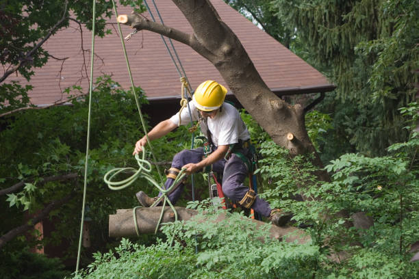 Professional Tree Services in Franklin, LA